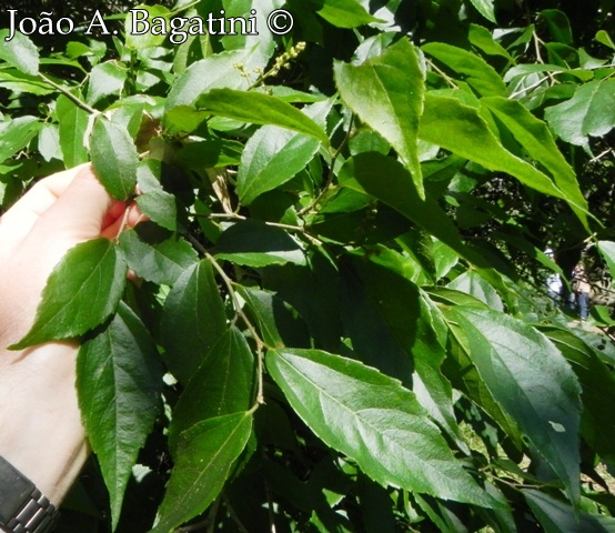 Banara tomentosa