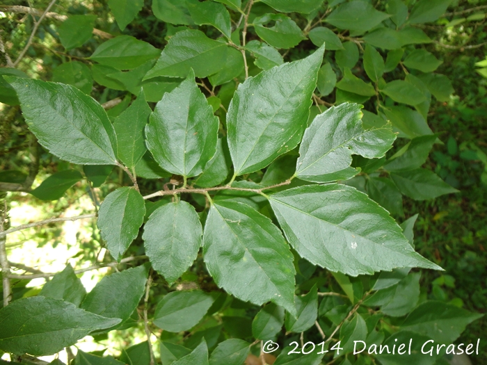 Banara tomentosa