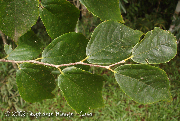 Banara tomentosa