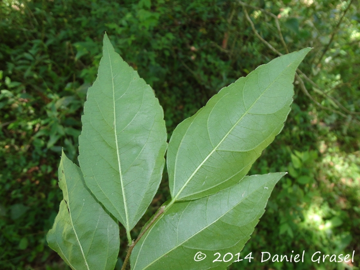 Banara tomentosa