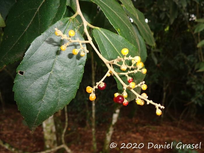 Banara tomentosa