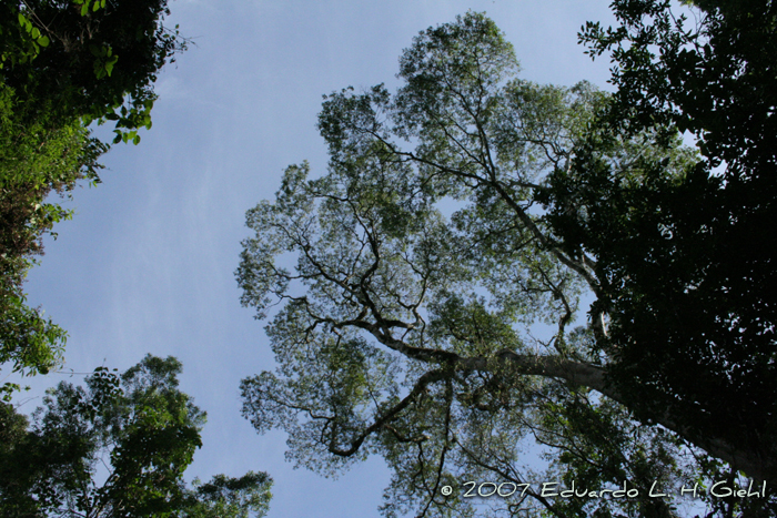 Apuleia leiocarpa