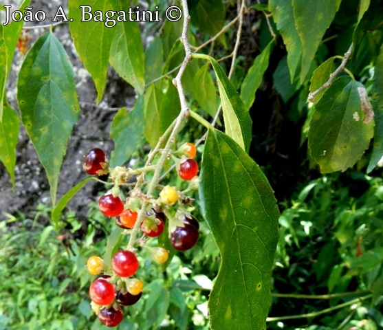 Banara tomentosa