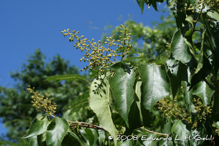 Banara tomentosa