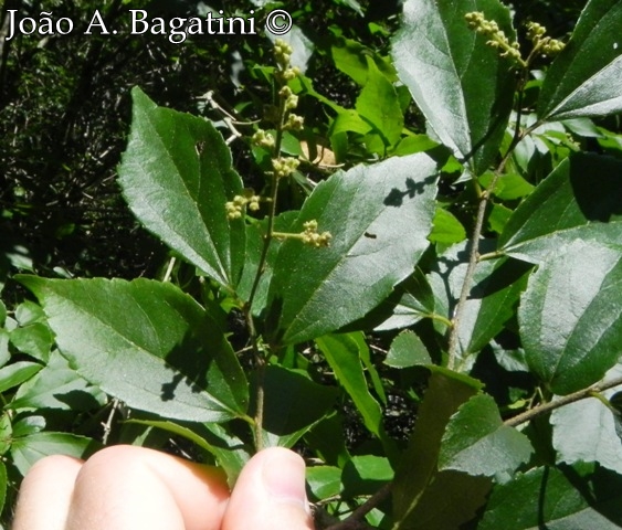 Banara tomentosa