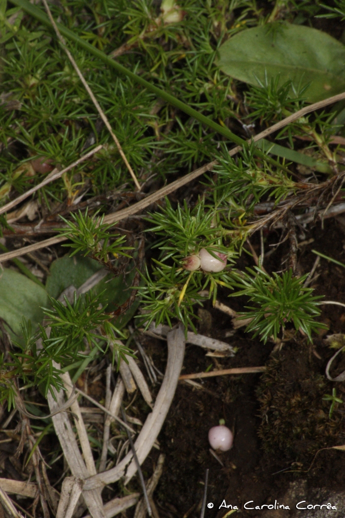 Paronychia revoluta
