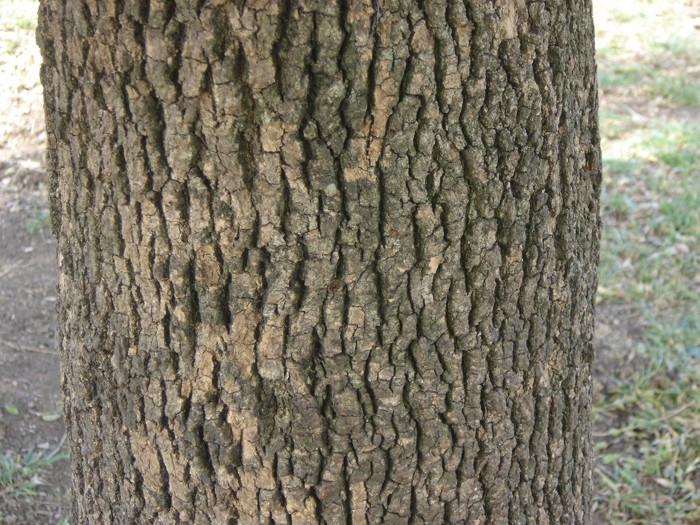 Acanthosyris spinescens