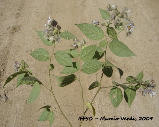 Solanum didymum