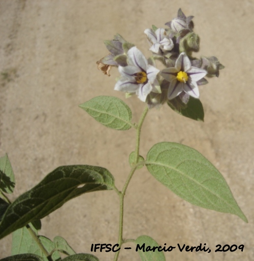 Solanum didymum