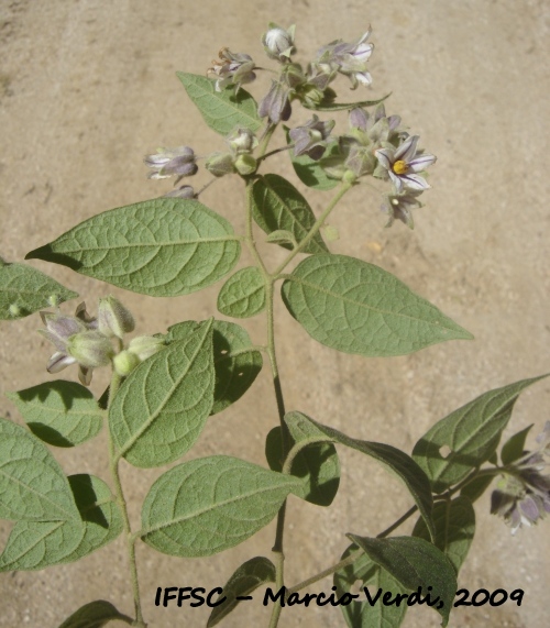 Solanum didymum