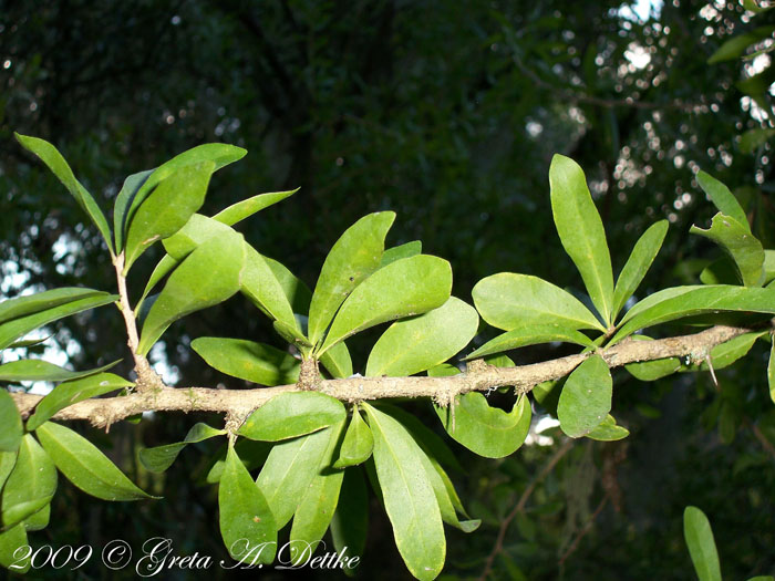 Acanthosyris spinescens