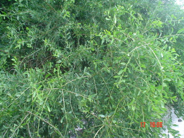 Acanthosyris spinescens