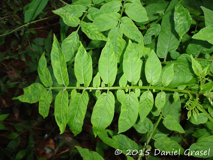 Solanum chacoense