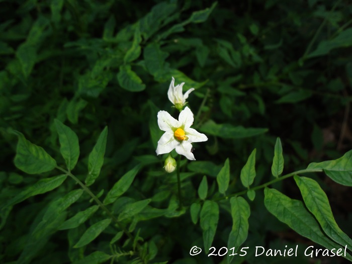 Solanum chacoense