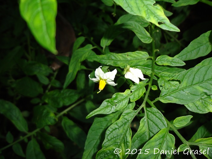 Solanum chacoense