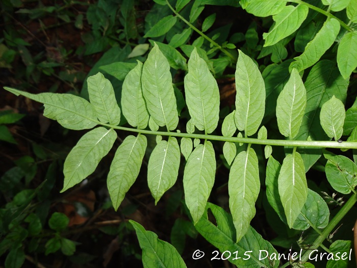 Solanum chacoense