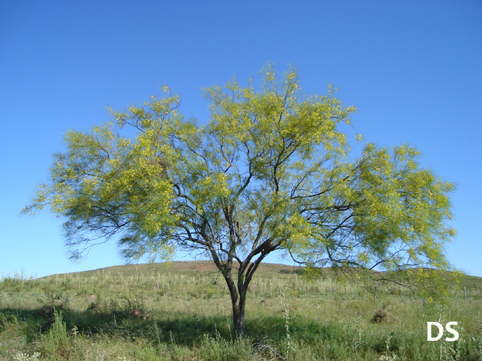 Parkinsonia aculeata