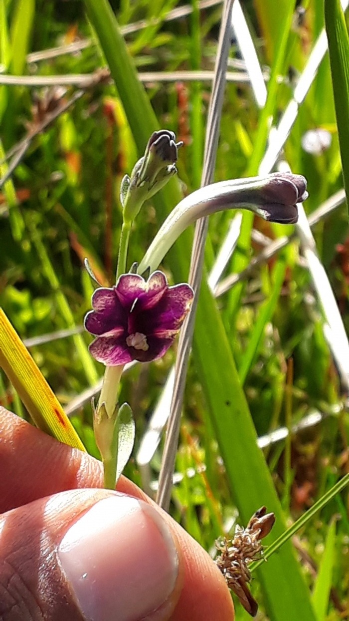 Schwenckia curviflora