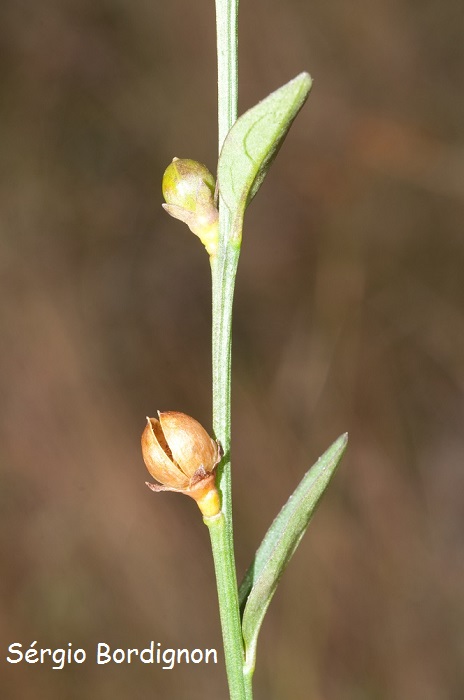 Schwenckia curviflora