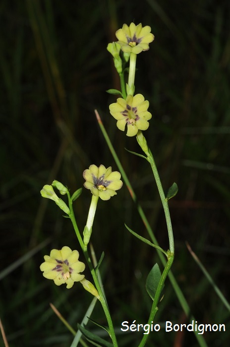 Schwenckia curviflora