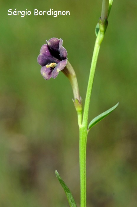 Schwenckia curviflora