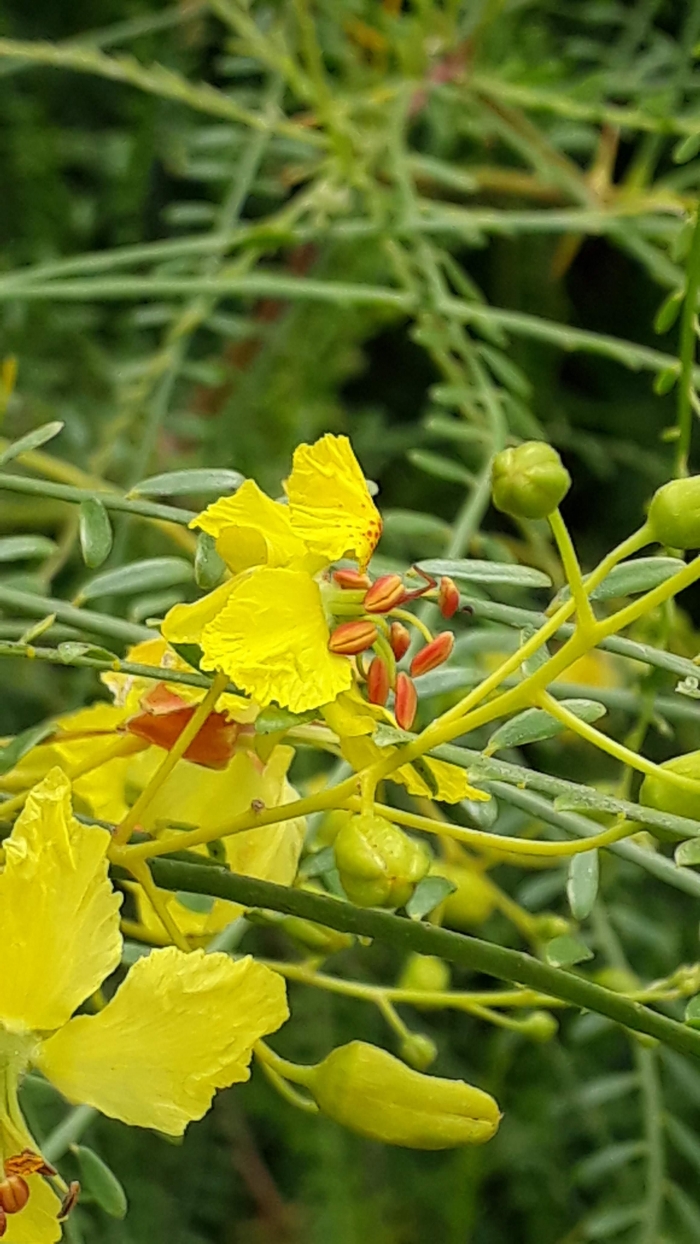 Parkinsonia aculeata