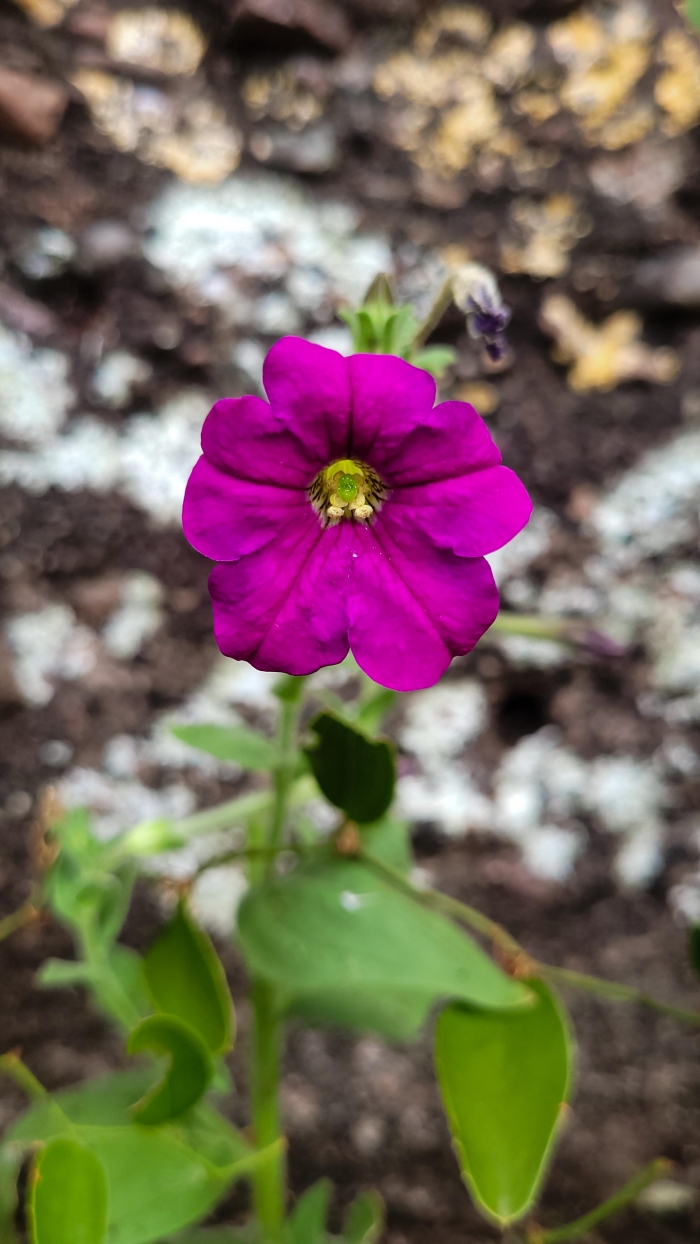 Petunia secreta