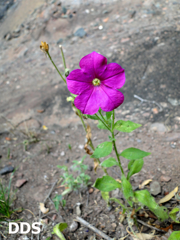 Petunia secreta