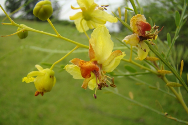 Parkinsonia aculeata