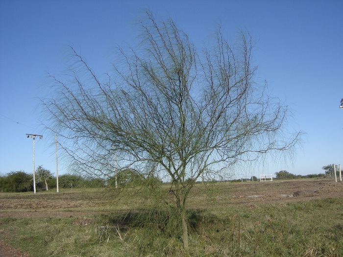 Parkinsonia aculeata