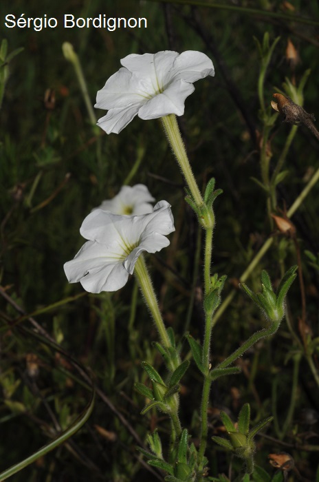 Petunia axillaris