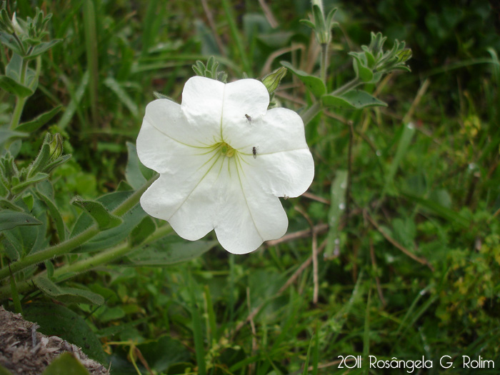 Petunia axillaris