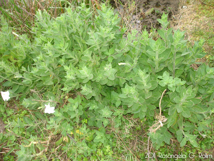 Petunia axillaris