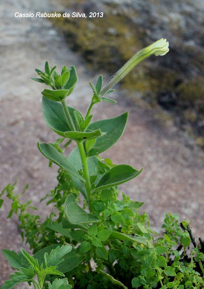 Petunia axillaris