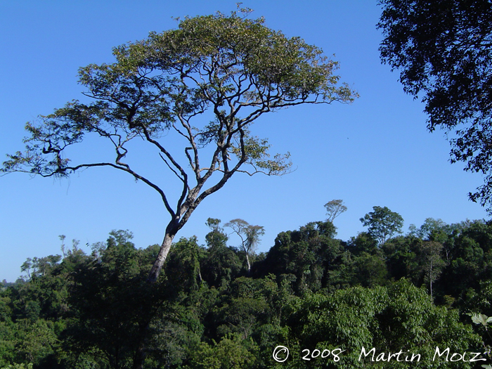 Apuleia leiocarpa