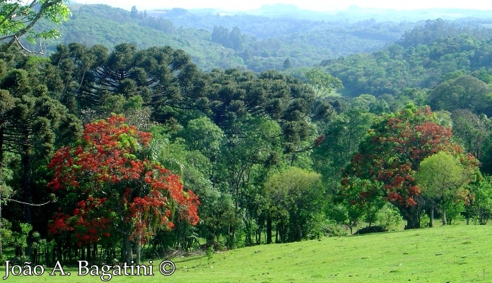 Erythrina falcata