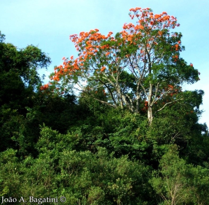 Erythrina falcata