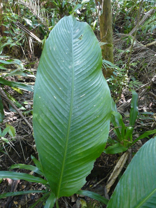 Calathea monophylla