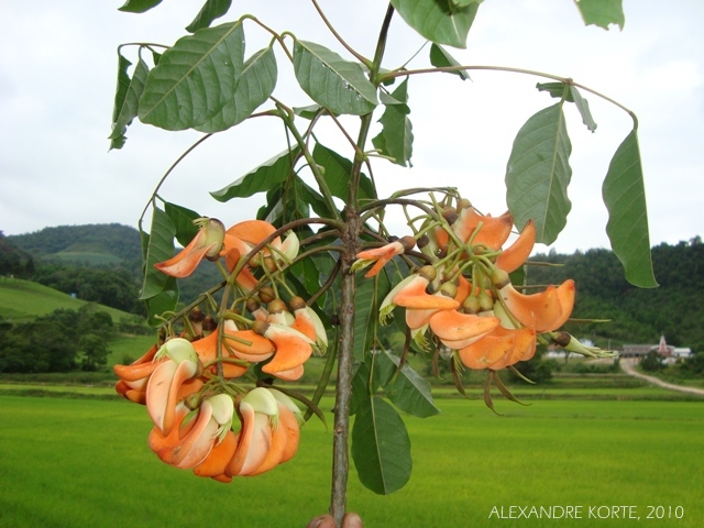 Erythrina falcata