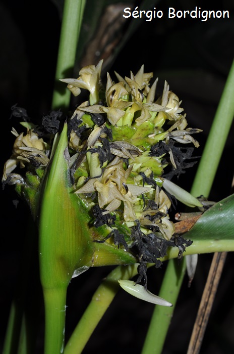 Calathea monophylla