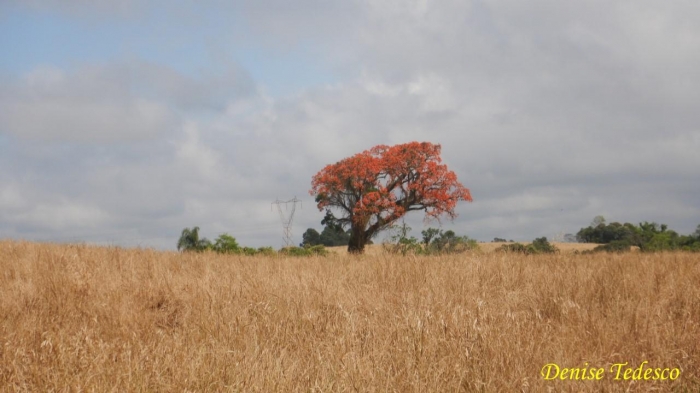 Erythrina falcata