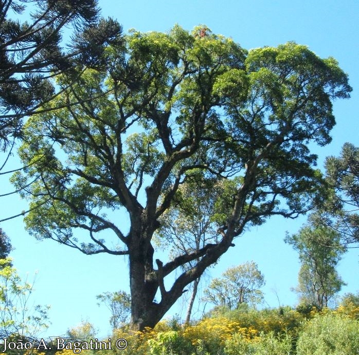 Erythrina falcata