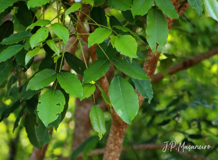 Erythrina falcata