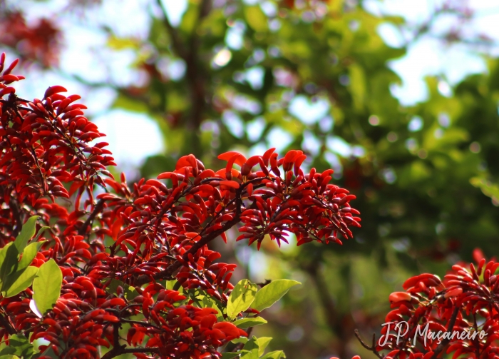 Erythrina falcata