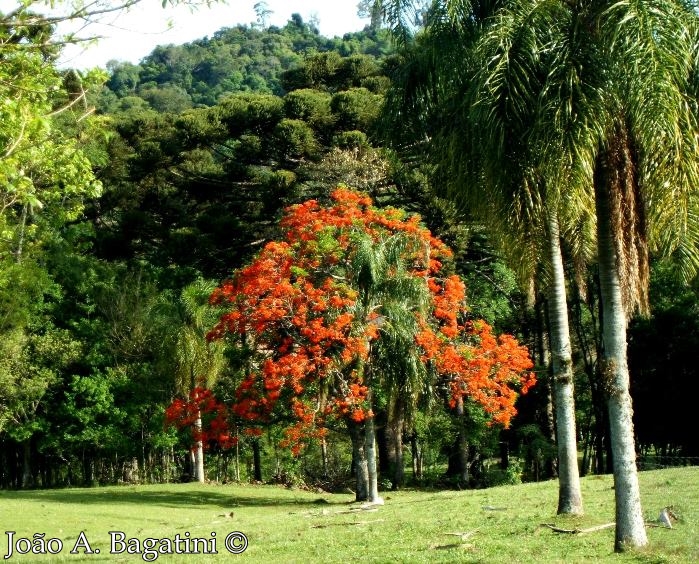 Erythrina falcata