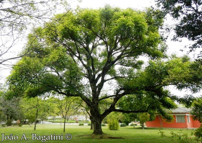 Erythrina falcata