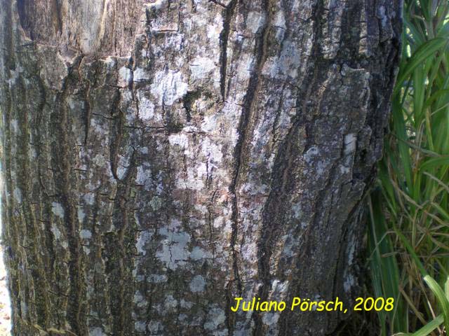 Erythrina falcata