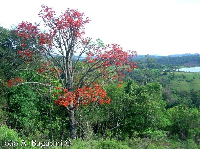 Erythrina falcata