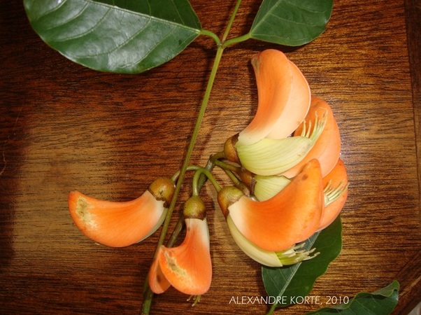 Erythrina falcata