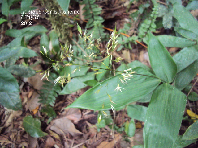 Olyra latifolia